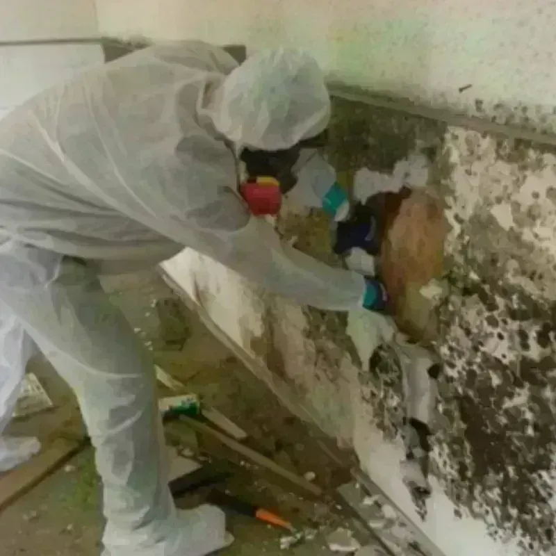 Mold Remediation and Removal in Taylorsville, UT